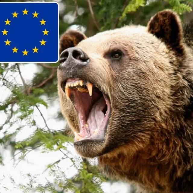 Spór o ochronę niedźwiedzi w Europie. Czy Bruksela ugnie się pod presją?