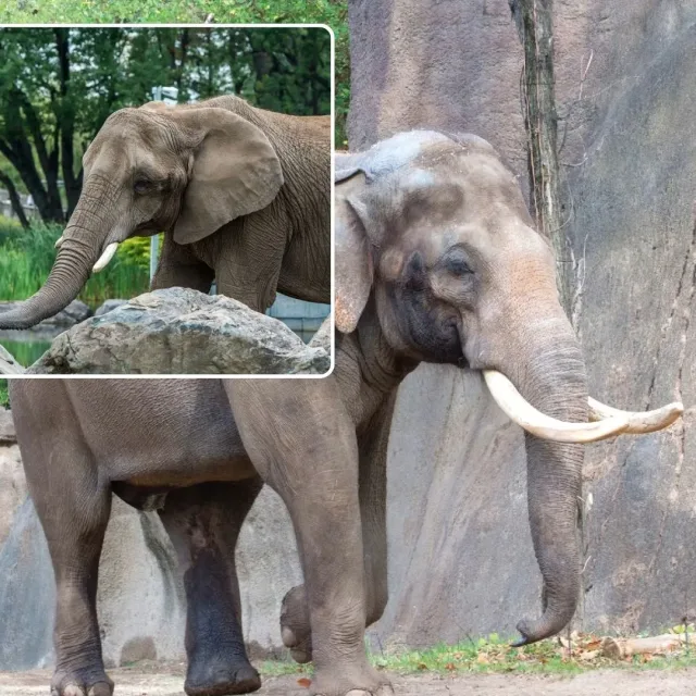 Odeszła legenda gdańskiego zoo. Katka była najstarszą słonicą w Europie