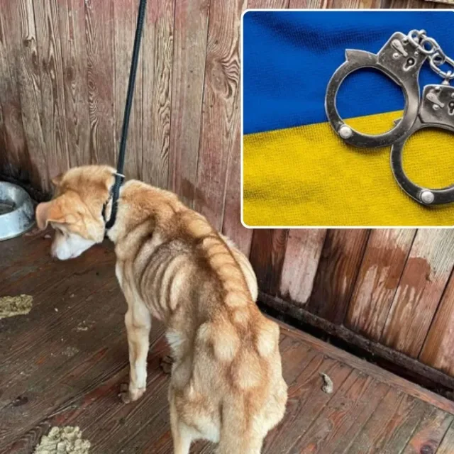 Gdańsk: 21-latek zatrzymany w salonie gier za znęcanie się nad psem