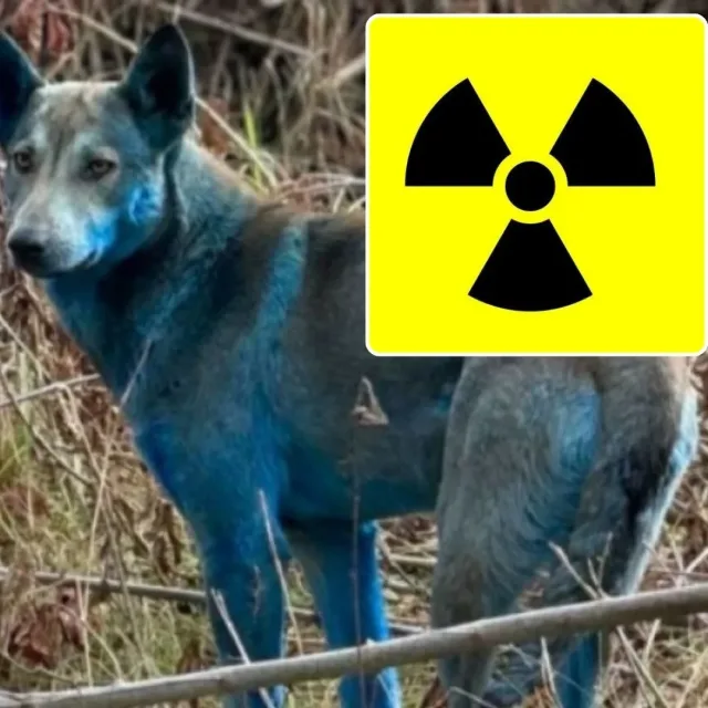 Genetyczna zagadka psów z Czarnobyla. Wyniki badań zaskoczyły ekspertów