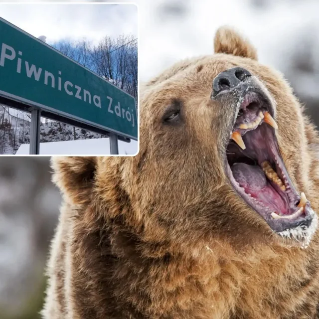 Alert w Piwnicznej-Zdroju. Niedźwiedź zbliża się do zabudowań mieszkalnych